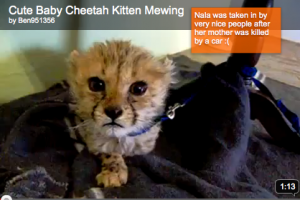 Cheetah kitten, acting allover cute…
