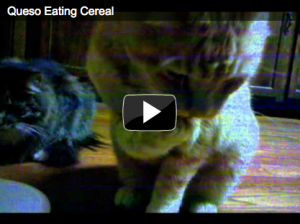 Queso the cat and wet food…