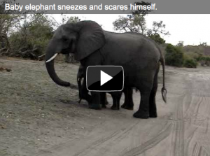 Baby elephant scared of his own sneeze