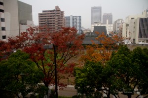 rain-soaked trees with autumn foliage