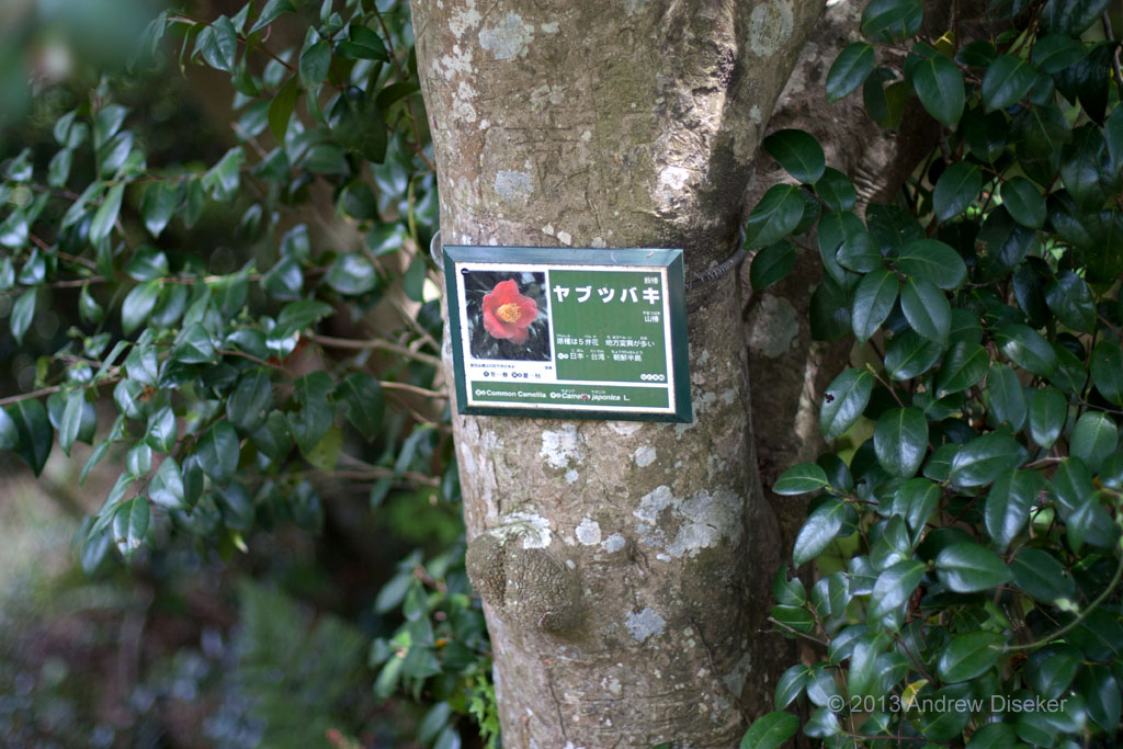 Label on flowering tree, Fukuurajima 2010