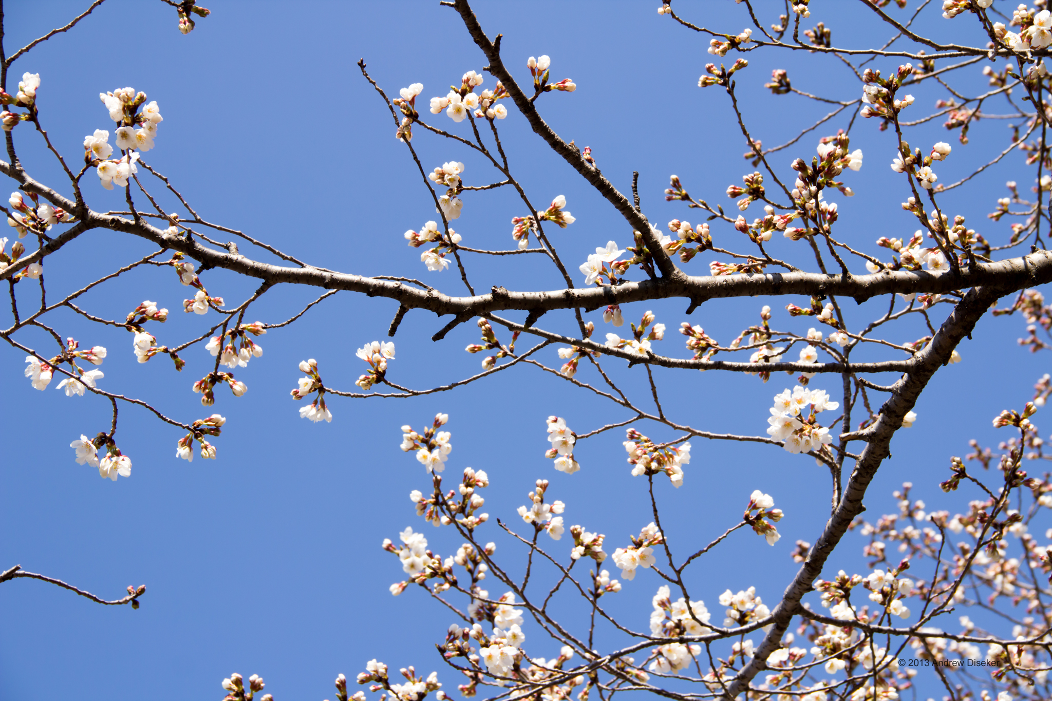 Cherry blossoms and branches against cloudless blue sky