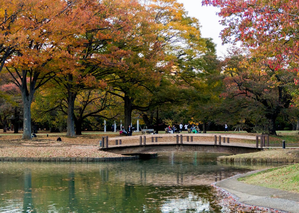 Autumn beauty of Yoyogi Park
