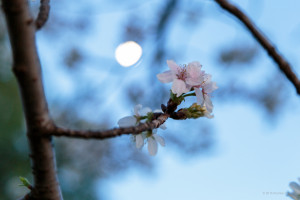 Sakura by moonlight