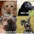 All the labs there are…