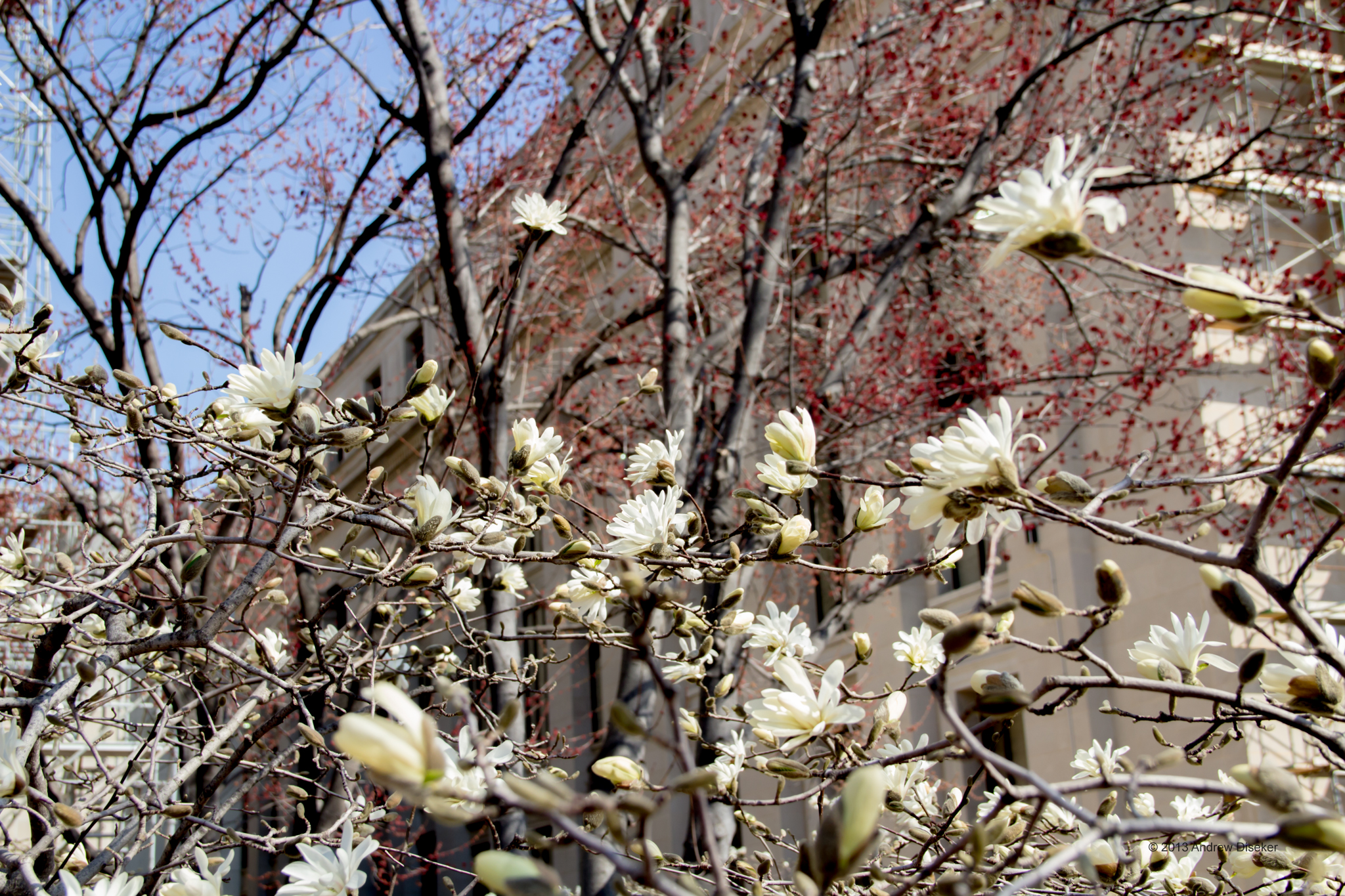 White flowers and red tree buds